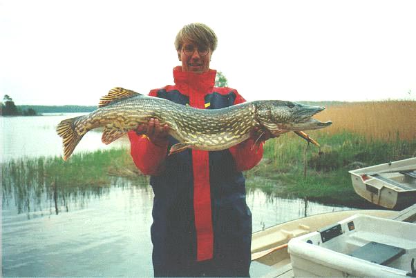 Эта щука тоже поймана в Финляндии. Тоже очень большая рыба.
